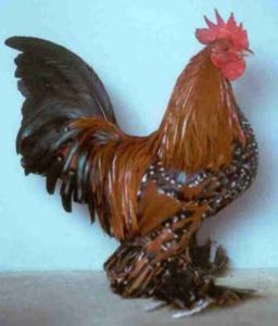Hahn