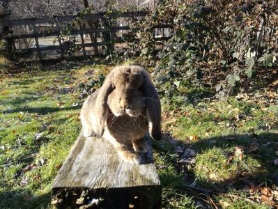 Vandut in Arges
