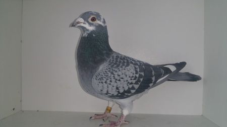 ; sora campionului de cuibar este zburata norma la fond piet deweerd +kipp
