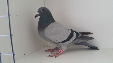 Van der Wegen cu Freialdenhofen; van der wegen cu freialdenhofen pui tardiv septembrie pret 300 lei
