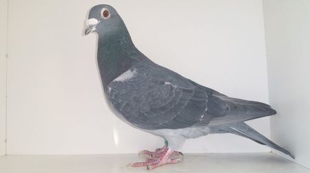Brakhuis linia ucigasilor negrii; Brakhuis ucigasii negrii  van der wegen pret 300 lei este porumbel matur
