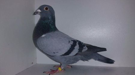 cor de heijde cu Freialdenhofen; cor de heijde cu freialdenhofen
pret fix 300 lei
