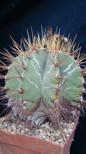 Astrophytum hb. capricorne x nudum