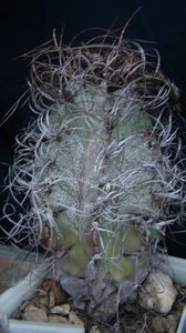 Astrophytum capricorne
