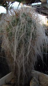 Oreocereus celsianus v. fosulatus