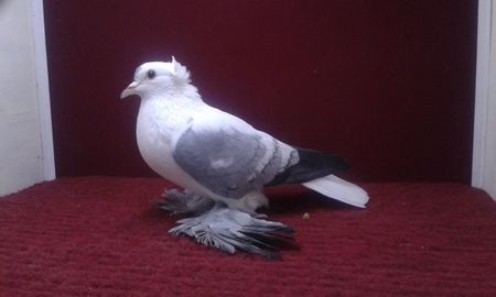 10. Mascul EE RO 13 1903