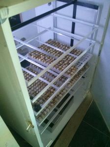 INCUBATOR OUA PREPELITA