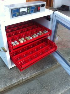 MIP-288; incubator prepelite
