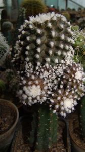 Copiapoa tenuissima f. monstrosa superclon