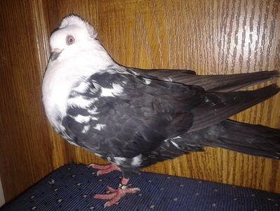 4972-16 M