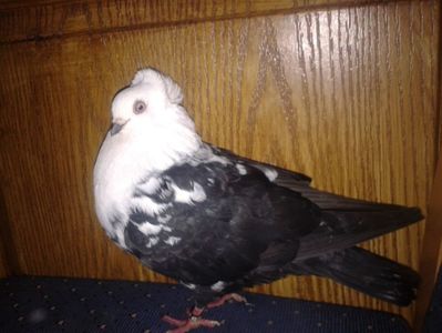 4972-16 M