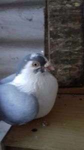 IMG-20170201-WA0000