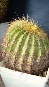 Eriocactus warasii