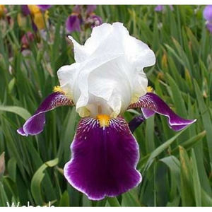 iris-germanica-wabash