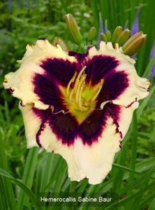 hemerocallis-sabine-baur