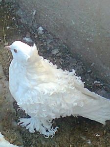 Mascul 2