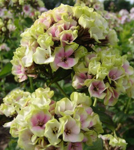 Phlox Sherbet