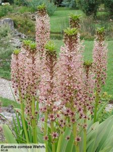 eucomis_comosa 15