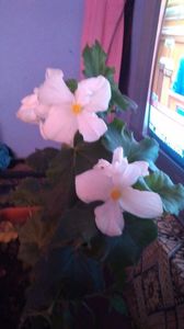 Begonie; Begonia alba
