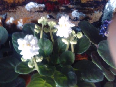 Violeta  africana; Violeta alba cu floarea batuta
