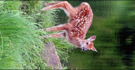 ━ Nightingale╭got this animal♡.