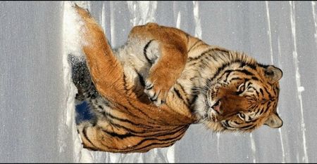 ━ Freedomx3╭got this animal♡.
