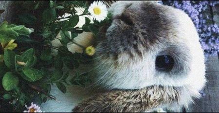 ━ teddix5╭got this animal♡.