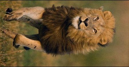 ━ niazkilam╭got this animal♡.