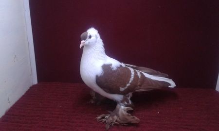 02. Mascul EE RO 16 2008