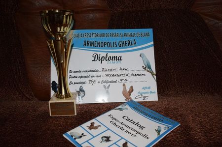 Campion Wyandotte Albastr Expo Armenopolis Gherla 3-5 feb.2017