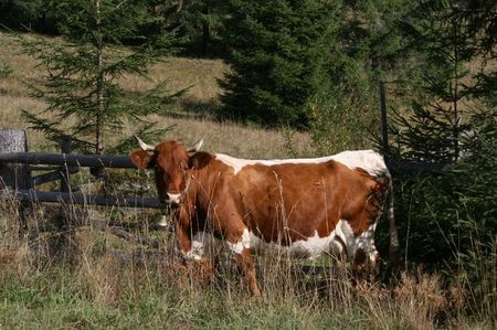 Florica; Cea mai frumoasa si mai buna vaca Pinzgau
