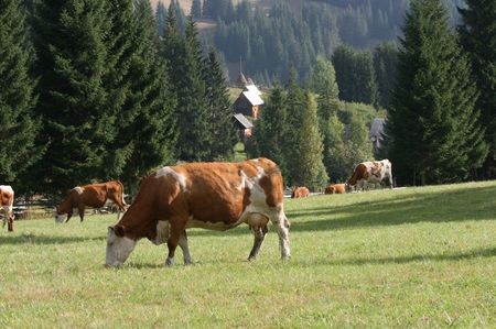 Baltate germane; la Harjoaica pe pasune
