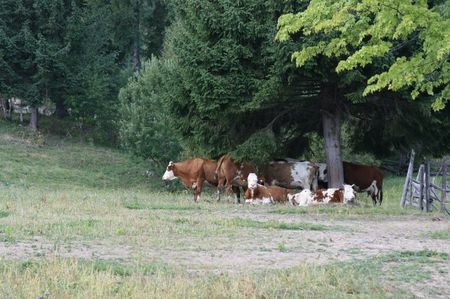 Baltatele; Baltatele germane invata sa manance iarba de Romania
