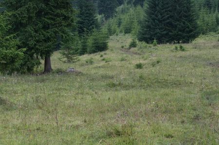 Starea naturala; Damburi, stanci, pietre
