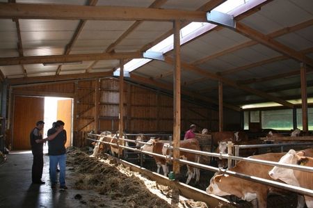 Cumparam vaci in Germania; Am avut doua zile de vizite la ferme cu niste oameni  profesionisti
