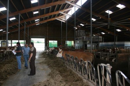 Cumpar vaci; Din sudul Germaniei langa Rosenheim
