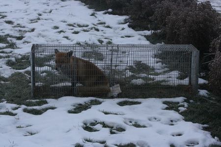 Coana vulpe; Nu este asa desteapta. A cazut in capcana pentru vidra. I-am dat sentinta o zi de detentie in care sa rada copiiii de ea dupa care i-am dat drumul....conditionat
