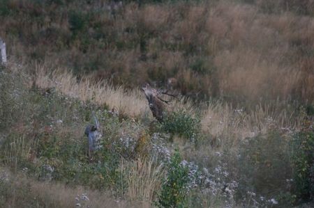 La boncanit; Spectacol minunat - numaipentru initiati
