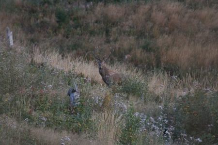 cerb la boncanit; a doua jumatate a lui septembrie prima jumatate din octombtie
