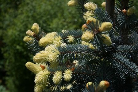 Picea Pungens Albospica; Am o mica colectie de curiozitati din acestea cu muguri albi
