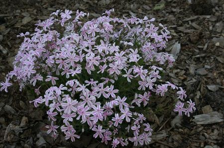 Tot phlox