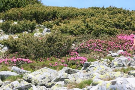 peisaj cu rhododendron la Retitis