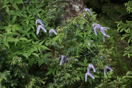 clematis