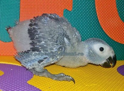 papagali Congo African Grey - Jako