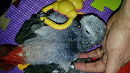 papagali Congo African Grey - Jako