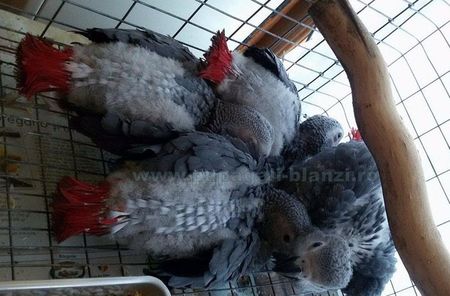 papagali Congo African Grey - Jako