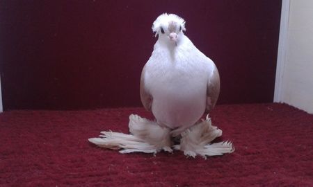 01. Femela EE RO 15 3025