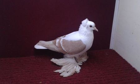 03. Femela EE RO 15 3025