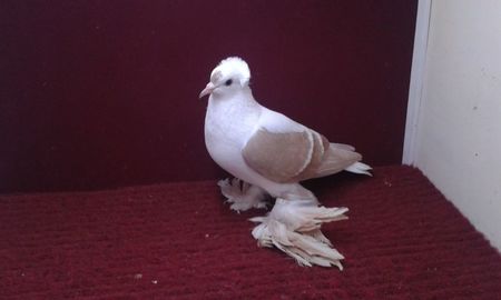 04. Femela EE RO 15 3025