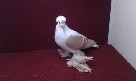 05. Femela EE RO 15 3025